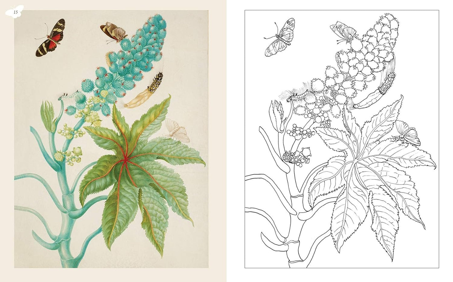 Maria Merian's Butterflies Coloring Book: Drawings from the Royal Collection